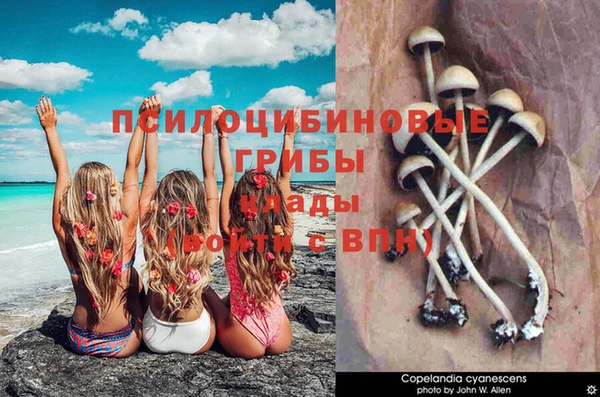 ГАЛЛЮЦИНОГЕННЫЕ ГРИБЫ Алзамай